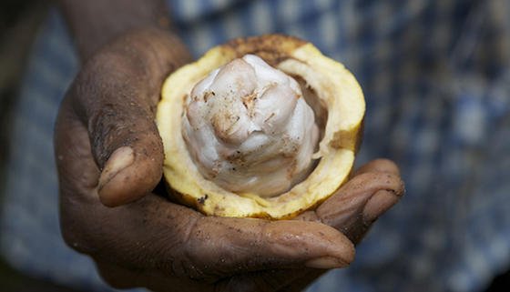 Die in der Kakaofrucht enthaltenen Bohnen und das Fruchtfleisch fermentieren unter Bananenblättern mehrere Tage in der Sonne.