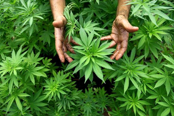 Die Universitäten von East Anglia und Madrid haben in einem gemeinsamen Forschungsprogramm festgestellt, dass sich Cannabis erfolgversprechend zur Krebs-Bekämpfung einsetzen lässt.