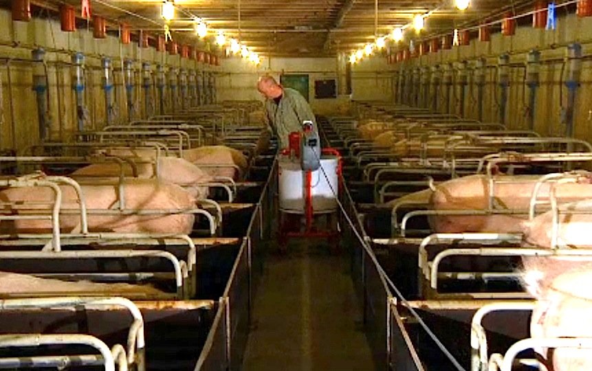 Bislang sind Fütterungsautomaten laufend per Kabel mit einer Steckdose verbunden. Die neue Akkuversion soll angeblich die Handfütterung im Schweinestall in der halben Zeit ermöglichen.