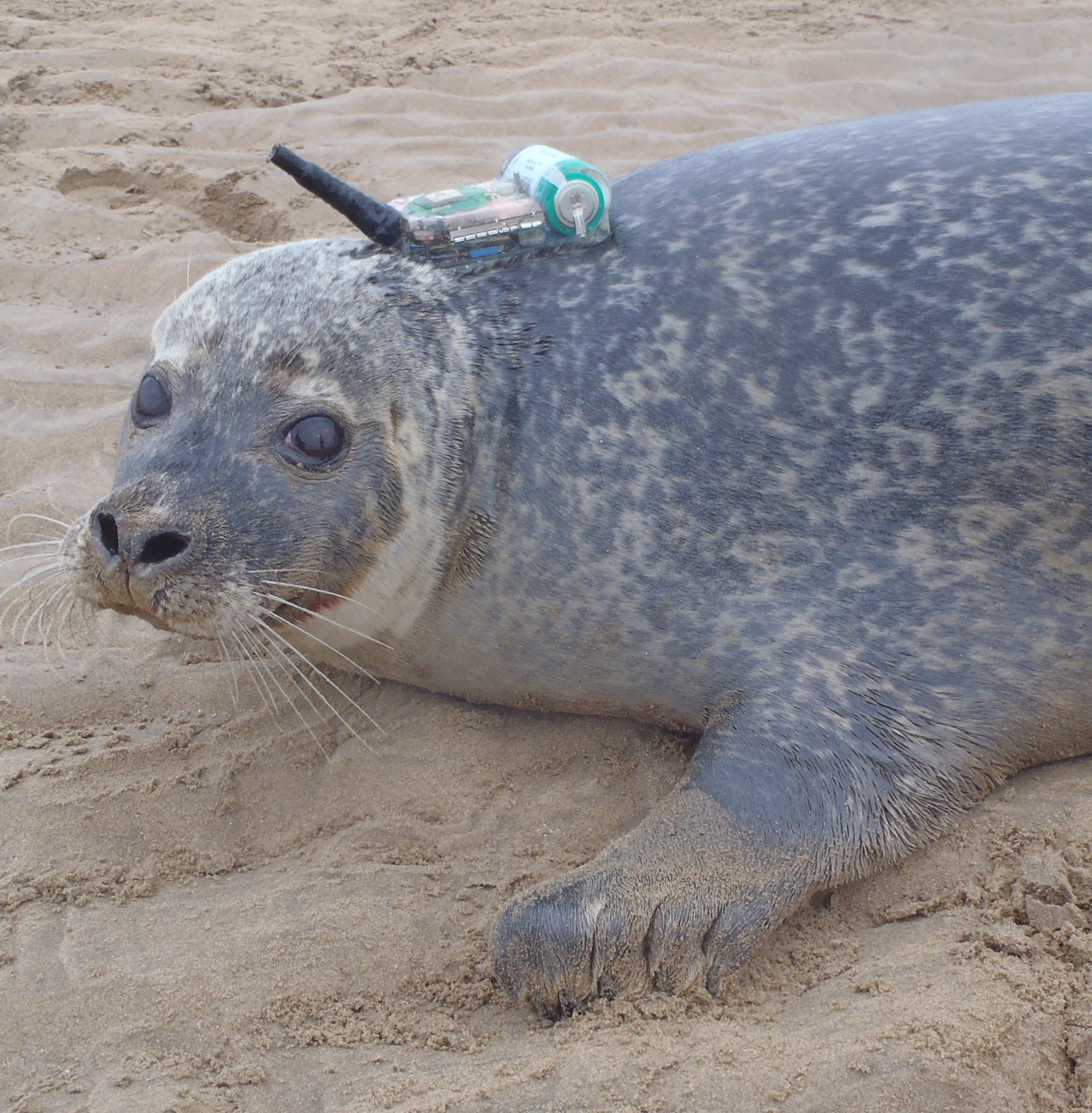 Seehund mit einem GPS-Empfänger und Sendeeinheit: Forscher der britischen University of St Andrews haben 120 Seehunde und Kegelrobben in der Nordsee mit Sendern ausgerüstet, um ihre Bewegungen aufzuzeichnen.