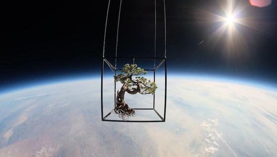 Bonsai im All: Der japanische Künstler Azuma Makoto schickte zwei seiner Kunstobjekte zur Präsentation mit Ballons in 27 Kilometer Höhe. 