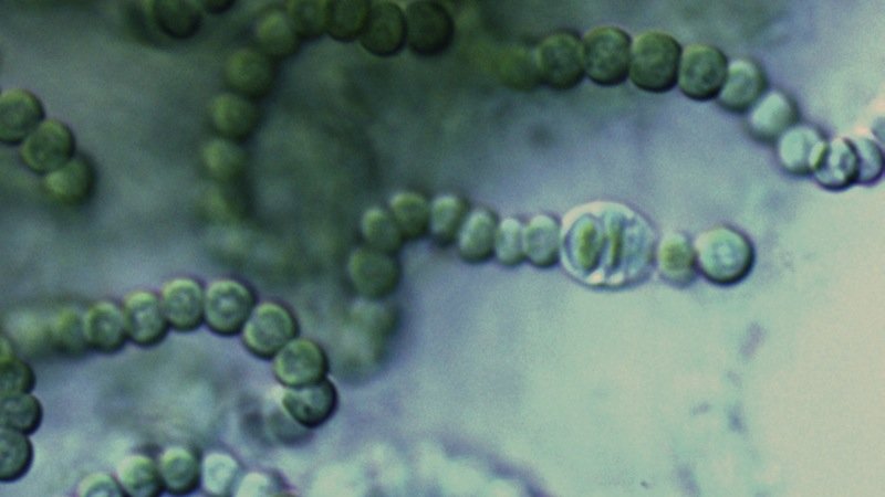 Cyanobakterien der Gattung Nostoc gehören zu den Organismen, die das DLR an der Außenseite der Raumstation den Weltraumbedingungen aussetzt, um ihre Überlebensfähigkeit zu untersuchen.