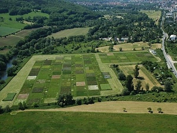 Das „Jena Experiment“: die Versuchsanlaage umfasst in der Saaleaue bei Jena knapp 600 Parzellen mit Graslandarten.