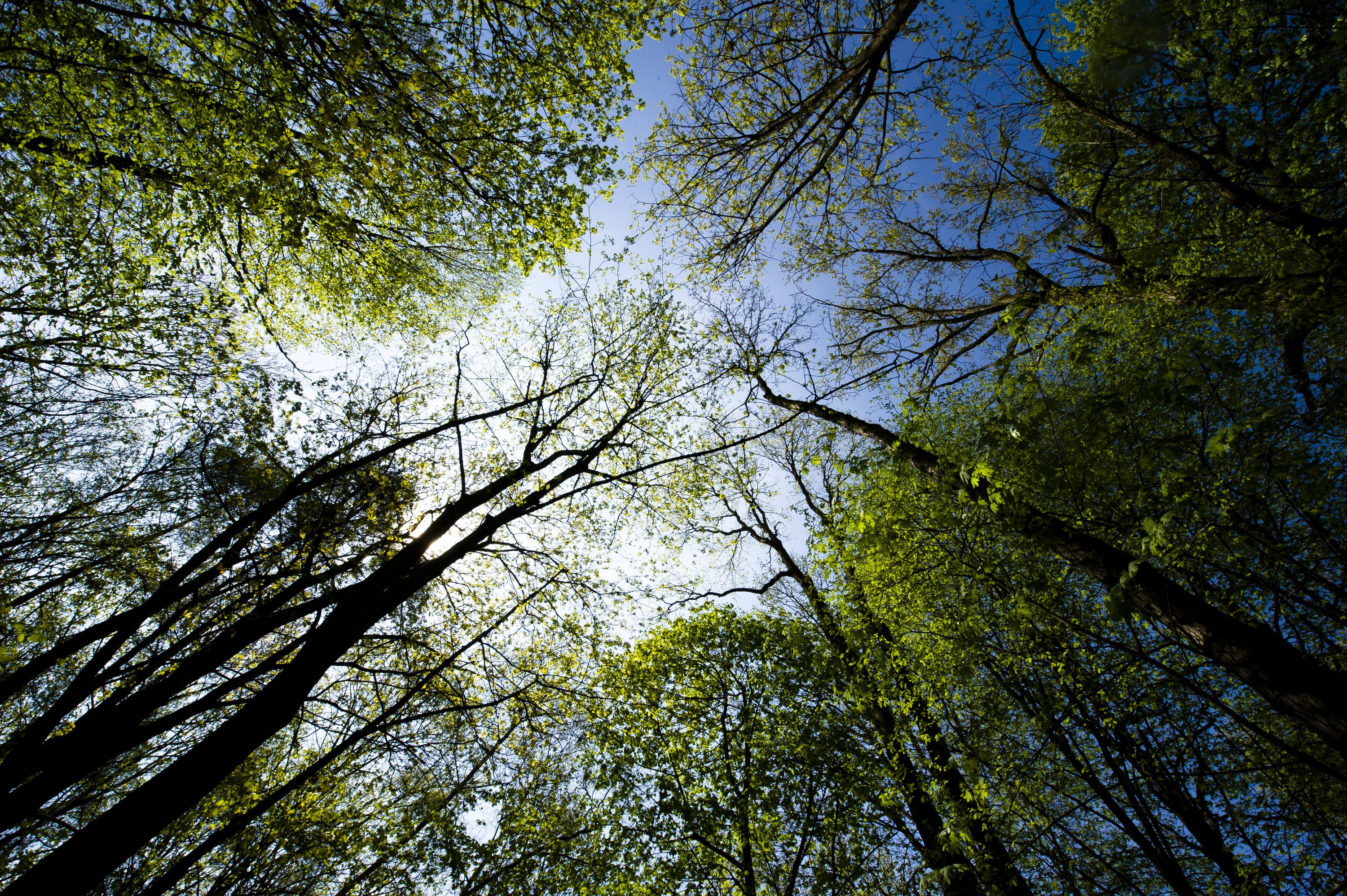 Infolge des Klimawandels kämpfen immer mehr Wälder mit Trockenheit. Wie es um die Bäume steht, können Forscher dank der neuen Erkenntnisse zukünftig auch mit Mikrofonen prüfen. 