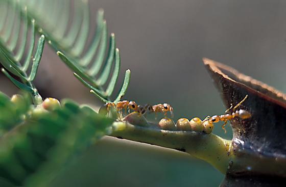 Ameisen essen die Nektar-Mixtur einer mexikanischen Akazienart: Bei ihrem Nestbau lecken die Insekten an Silikaten, um Baumaterial für ihre Nester zu erhalten, vermuten die Forscher. In den entstehenden Carbonaten ist CO<custom name="sub">2</custom> gebunden.