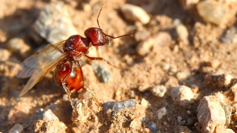 Es könnte auch sein, dass die Ameisen Silikate verdauen und die Ausscheidungen als Baumaterial nutzen. In diesem Fall wären sie eine Art lebende Betonmischmaschine.