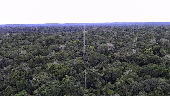 Der Amazonas-Regenwald ist eines der sensibelsten Ökosysteme der Erde: Ein 80 Meter hoher Forschungsturm steht bereits in direkter Nähe des geplanten Riesenturms.