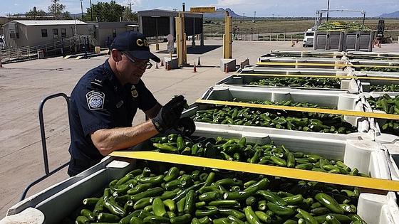 Ein US-Zöllner kontrolliert an einem Grenzübergang eine Lieferung Paprikaschoten aus Texas. Der mobile Sensor soll in Zukunft die Geruchsmoleküle versteckter Geldscheine erkennen. 