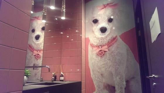 Die Toilette Pink Chihuahua im Loft 5 in Zürich steht aktuell auf Platz 3.