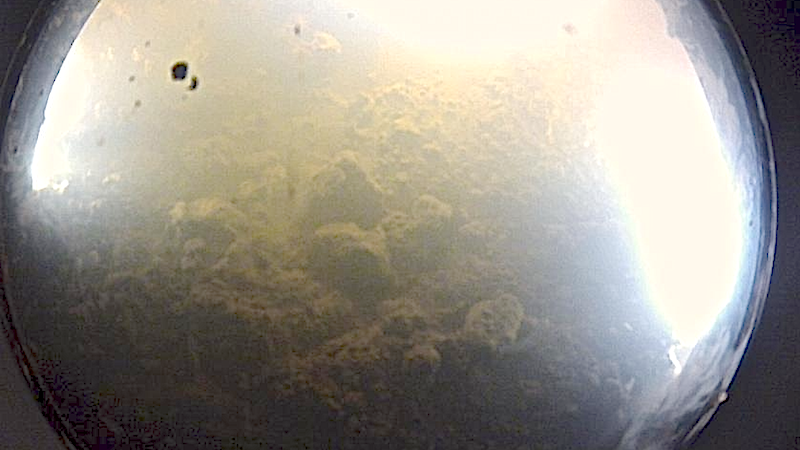 So sieht es 800 Meter unter dem Eispanzer aus, auf dem Grund des Whillans-See: Dort fanden die Forscher auch Organismen, die Energie aus Ammonium und Methan gewinnen.