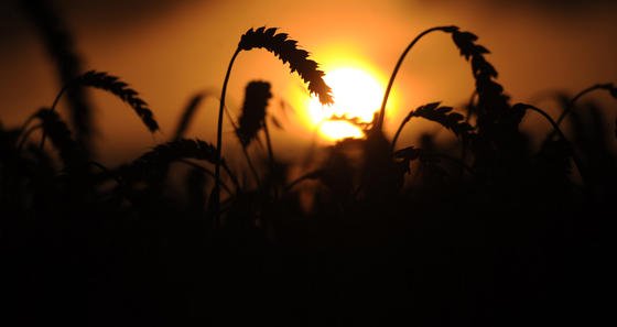 Weizenähren wiegen sich auf einem Feld in Hannover im Wind. Weizen gehört zu den C3-Pflanzen, die Kohlendioxid schlecht binden können. Bei hoher Konzentration sinkt der Proteingehalt laut Studie deutlich. 