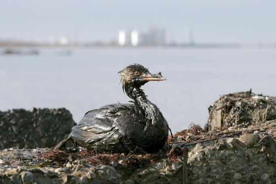 Ein ölverschmierter Vogel kämpft um sein Überleben. Die Nanozelluloseschwämme könnten in Zukunft Öl rechtzeitig aus dem Wasser ziehen. Doch noch fehlt ein Industriepartner. 