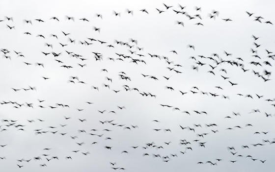 Zugvögel am Himmel über dem Landkreis Oder-Spree nahe Jacobsdorf (Brandenburg): Der Orientierungssinn von Zugvögeln wie Rotkehlchen, die nah am Menschen leben, kann durch Elektrosmog beeinträchtigt werden. Das haben jetzt Forscher der Universität Oldenburg herausgefunden.