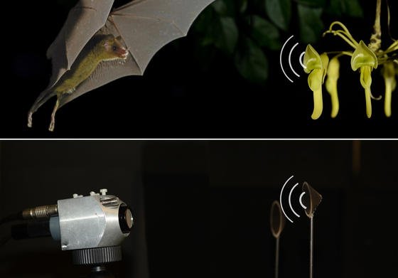 Blumenfledermaus beim Anflug an eine Mucuna-Blüte: Das Ortungssystem der Fledermaus per Ultraschall wollen Forscher der Universität Nürnberg-Erlagen nutzen, um ein neuartiges Navigationssystem im Verkehr zu entwickeln. Sie haben bereits einen künstlichen Fledermauskopf eines Roboters entwickelt (unten), der durch die Echos von bioinspirierten Sonarreflektoren geleitet wird. 