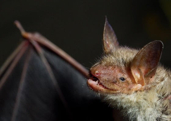 Eine Fledermaus der Art Großes Mausohr: US-Forscher haben herausgefunden, dass bestimmte Fledermaus-Arten Windräder mit großen Bäumen verwechseln können.