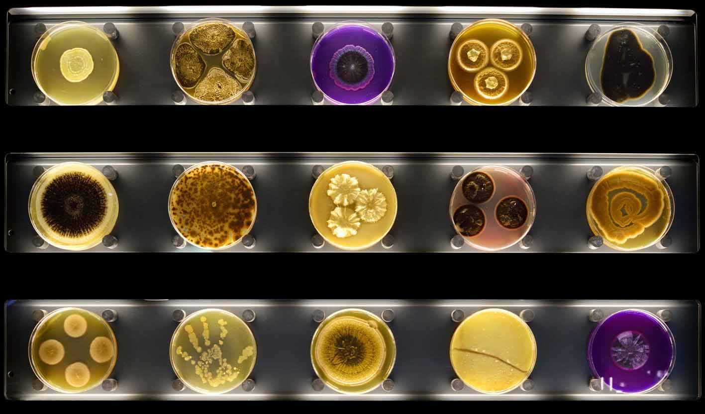 Vielfalt der Mikroben: An einer Wand hängen 150 Petrischalen mit verschiedenen Mikroorganismen.
