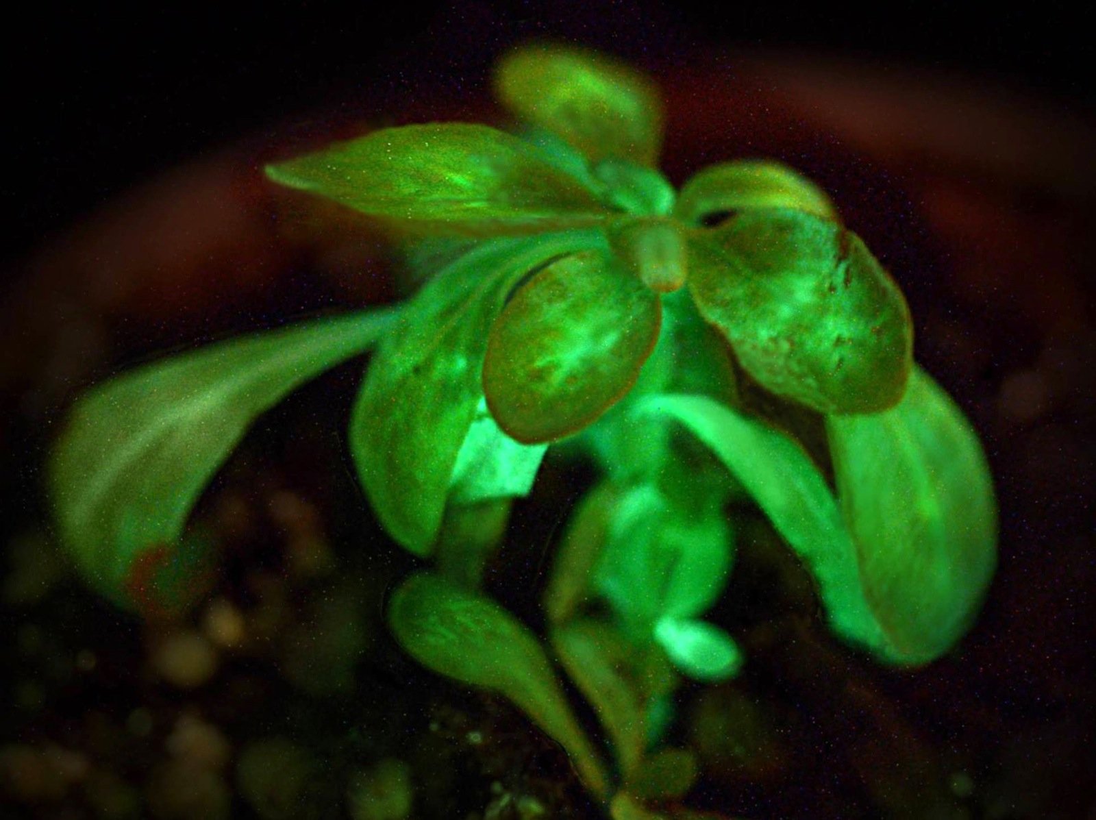 Der Ziertabak Nicotiana alata leuchtet dank maritimer Bakterien, die in die sogenannten Chloroplasten eingebaut wurden. Dort findet die Photosynthese statt. Fische in der Tiefsee leuchten ganz leicht durch diese Bakterien.