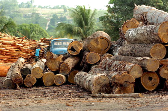 Sägewerk in Brasilien: Der brasilianische Küstentropenwald ist durch Abholzung bereits in 245.173 Fragmente zersplittert. 90 Prozent sind kleiner als 100 Hektar. 