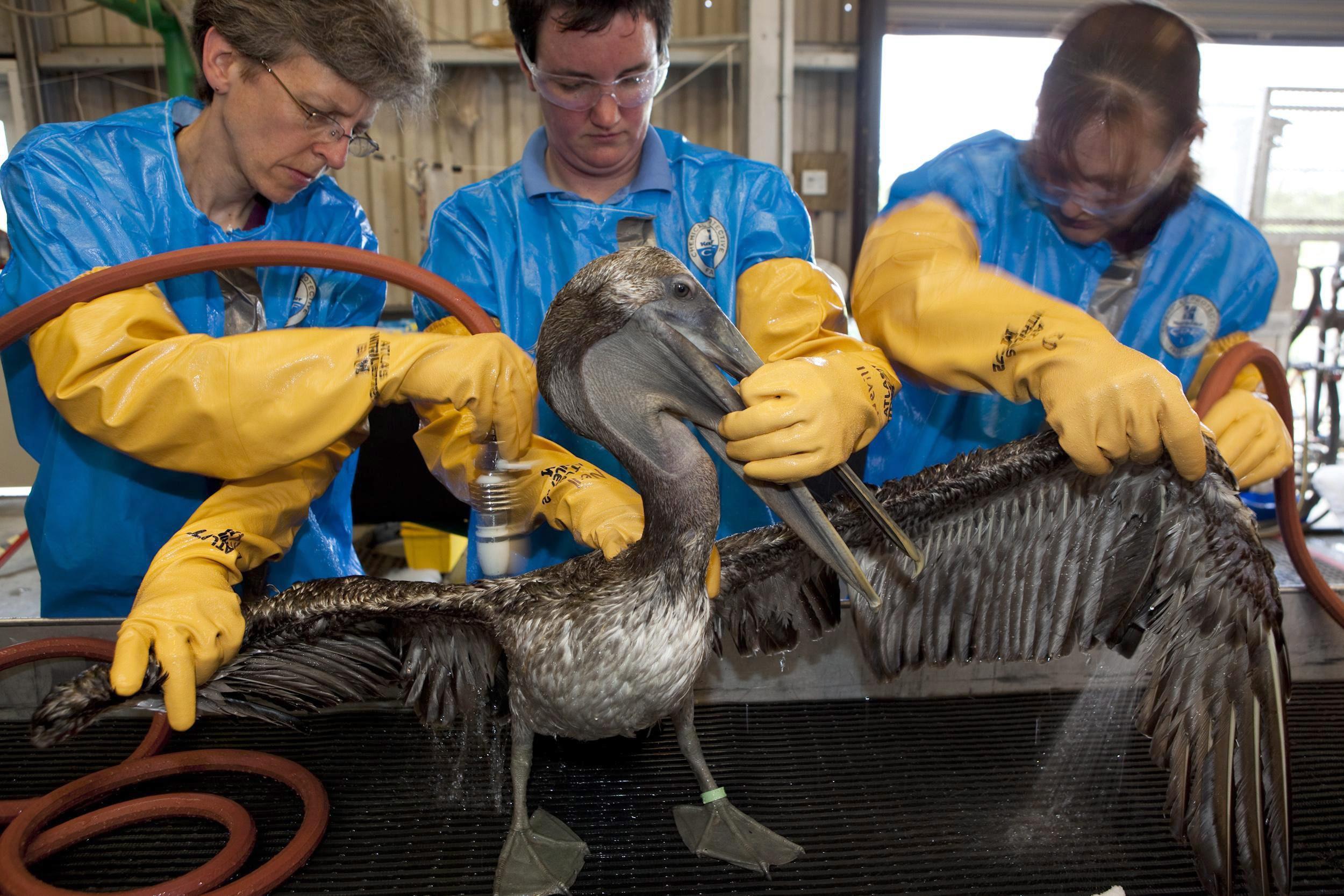 Säuberung eines verölten Pelikans: Bislang kosteten BP die Nachwirkungen der Katastrophe 43 Milliarden US-Dollar. 