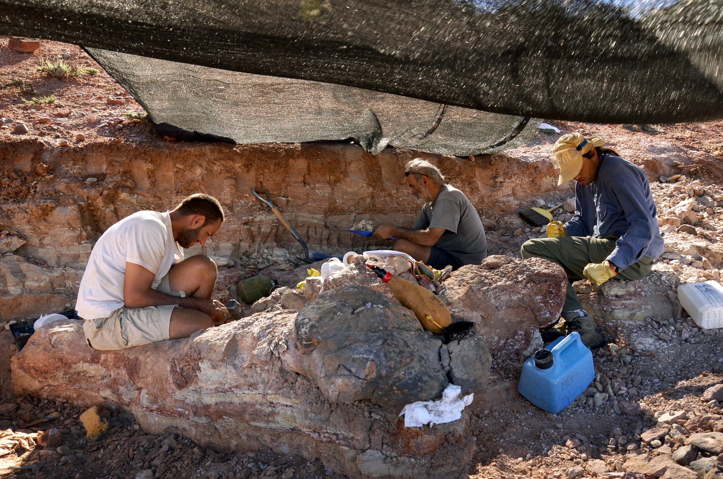 Mitarbeiter des Museo Egidio Feruglio bei der Ausgrabung des womöglich größten Dinosauriers der Welt.