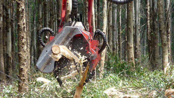 Ein entrindender Harvesterfällkopf im Einsatz. 