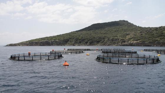 Aquakultur im Mittelmeer: Im Rahmen des Forschungsprojektes „EnviGuard“ soll ein neues hochpräzises Messinstrument entwickelt werden. Für Aquakulturen gefährliche Chemikalien, Viren, Bakterien und Mikroalgen können damit präziser und einfacher entdeckt werden.  