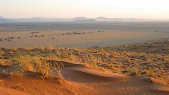 Namibia im südwestlichen Afrika hat Sand in Hülle und Fülle. Auch Akazien gibt es überreichlich. Aus Sand und Akazien sollen künftig feuerfeste Baustoffe produziert werden.  Dafür soll zunächst ein Kleber entwickelt werden. Daran arbeiten einheimische und deutsche Forscher gemeinsam. 