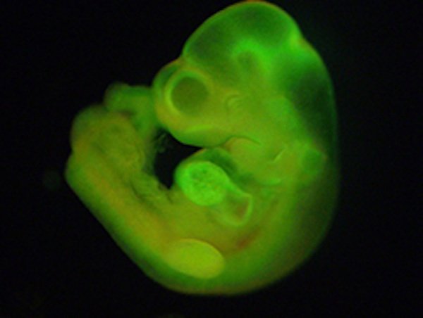 Der Embryo einer Maus: Er wurde aus jungen Stammzellen gezüchtet, die mit einer neuen Methode gewonnen wurden.  