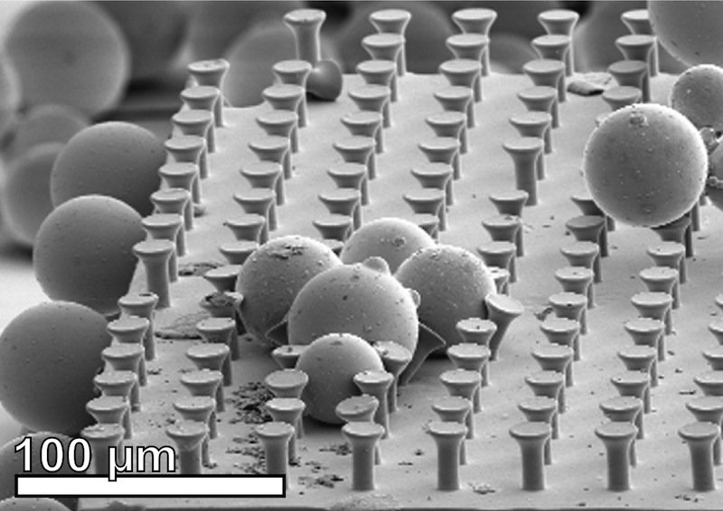 Glaskugeln zwischen Mikrohärchen, deren Pilzform die Haftung erhöht. 