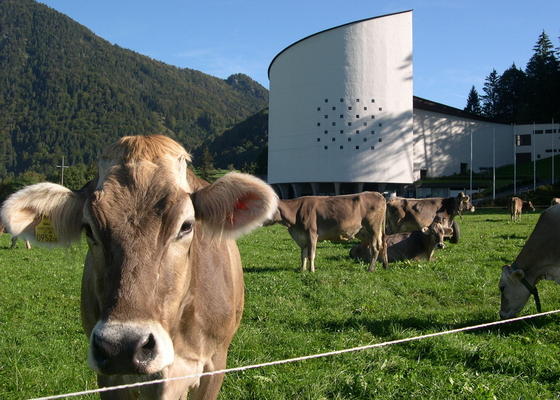 Kühe stehen auf einer Weide am Festspielhaus der Tiroler Festspiele Erl in Österreich: Jede Kuh produziert durchschnittlich 100 Kilo des Treibhausgases Methan im Jahr. Forscher suchen deshalb fieberhaft nach neuen Fütterungsmethoden, um die Gasproduktion in den Mägen der Tiere zu senken. 