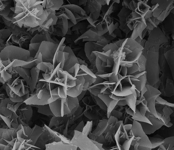 „Mikro-Blumen“ aus PPPI, dem mechanisch stabilsten organischen Polymer der Welt. Die hochkristallinen Blumen haben einen Durchmesser von etwa fünf Mikrometern. Sie wurden wie in einem Schnellkochtopf unter hohem Druck, mit Wasserdampf und hohen Temperaturen hergestellt.