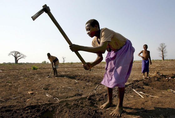 Vertrocknetes Feld bei Blantyre in Malawi: Der Weltklimarat erwartet, dass die mittleren Ernteerträge um bis zu zwei Prozent pro Dekade sinken werden. Grund sind beispielsweise geringere Niederschlagsmengen in Teilen der Erde. 