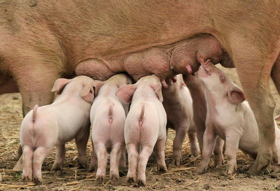 In der intensiven Tierhaltung werden Medikamente wie Antibiotika eingesetzt, die sich zunehmend in der Umwelt und der Nahrungskette des Menschen anreichern. Forscher aus Gießen haben herausgefunden, dass schon die Art der Fütterung Einfluss hat auf die Belastung der Umwelt.