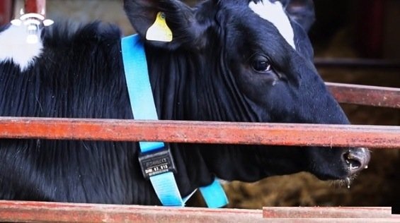 Eine Kuh mit dem Funkhalsband Silent Herdsman. Der Bauer kann den Standort des Tieres mit einer Antenne ausfindig machen und auf seinem Computer den Überblick über die Herde bewahren. 