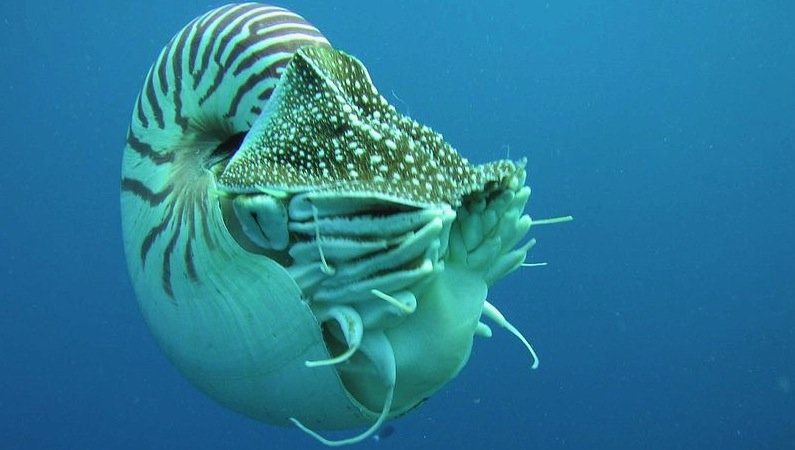 Die Nautilus-Muschel stand den Entwicklern Modell: Sie besteht aus mehreren spiralförmig angeordneten Kammern, die die Muschel mit Luft füllen kann, um ihren Auftrieb zu regeln. 