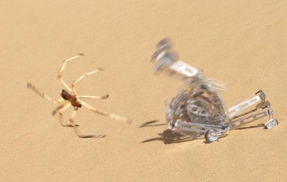 Die Flickflack-Sprünge der marokkanischen Wüstenspinne Cebrennus rechenbergi hat Prof. Rechenberg bei der Konstruktion eines Roboters Tabbot nachgeahmt, der besonders für unwegsames Gelände geeignet sein soll.