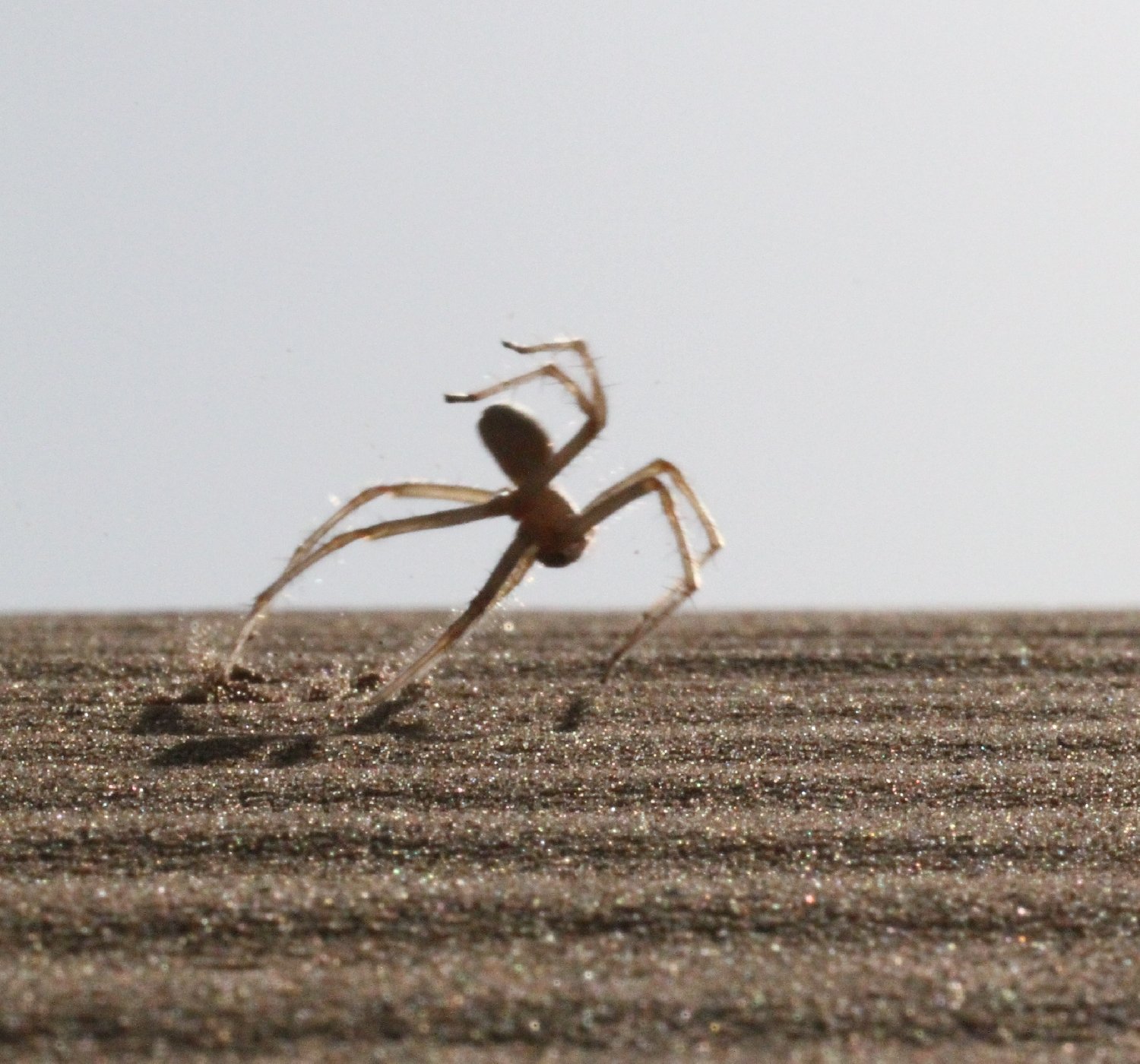 Die Flickflack-Spinne Cebrennus rechenbergi kann sich durch Sprünge deutlich schneller fortbewegen als durch Laufen.
