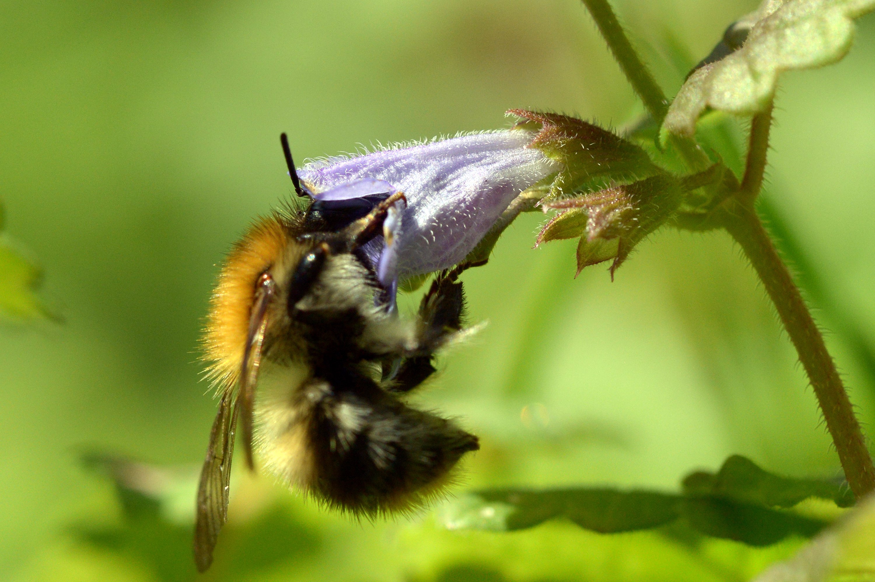 Kunststoffpartikel lagern sich angeblich auch in Blüten ab. Bienen nehmen sie auf und kontaminieren somit den Honig.