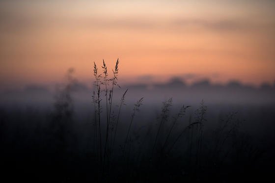 Bodennebel liegt bei Sonnenuntergang über den Elbwiesen in Dresden. Im Nebel reflektieren Partikel Lichtstrahlen nicht geradlinig, sondern diffus. Diese Tatsache machten sich die Forscher des KIT zunutze.