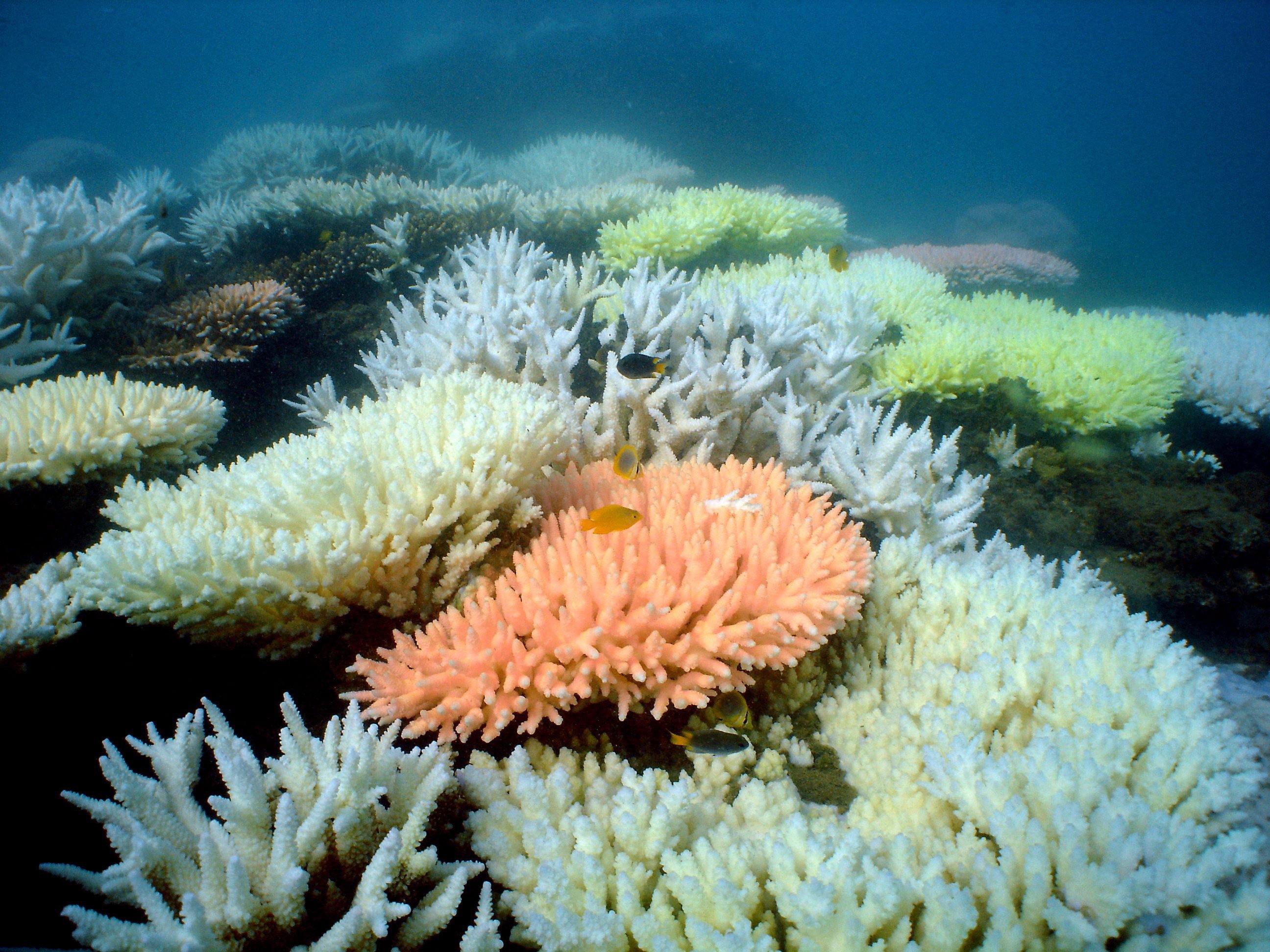 Korallen im Great Barrier Reef vor Australien: Derzeit erholen sich die Bestände wieder.