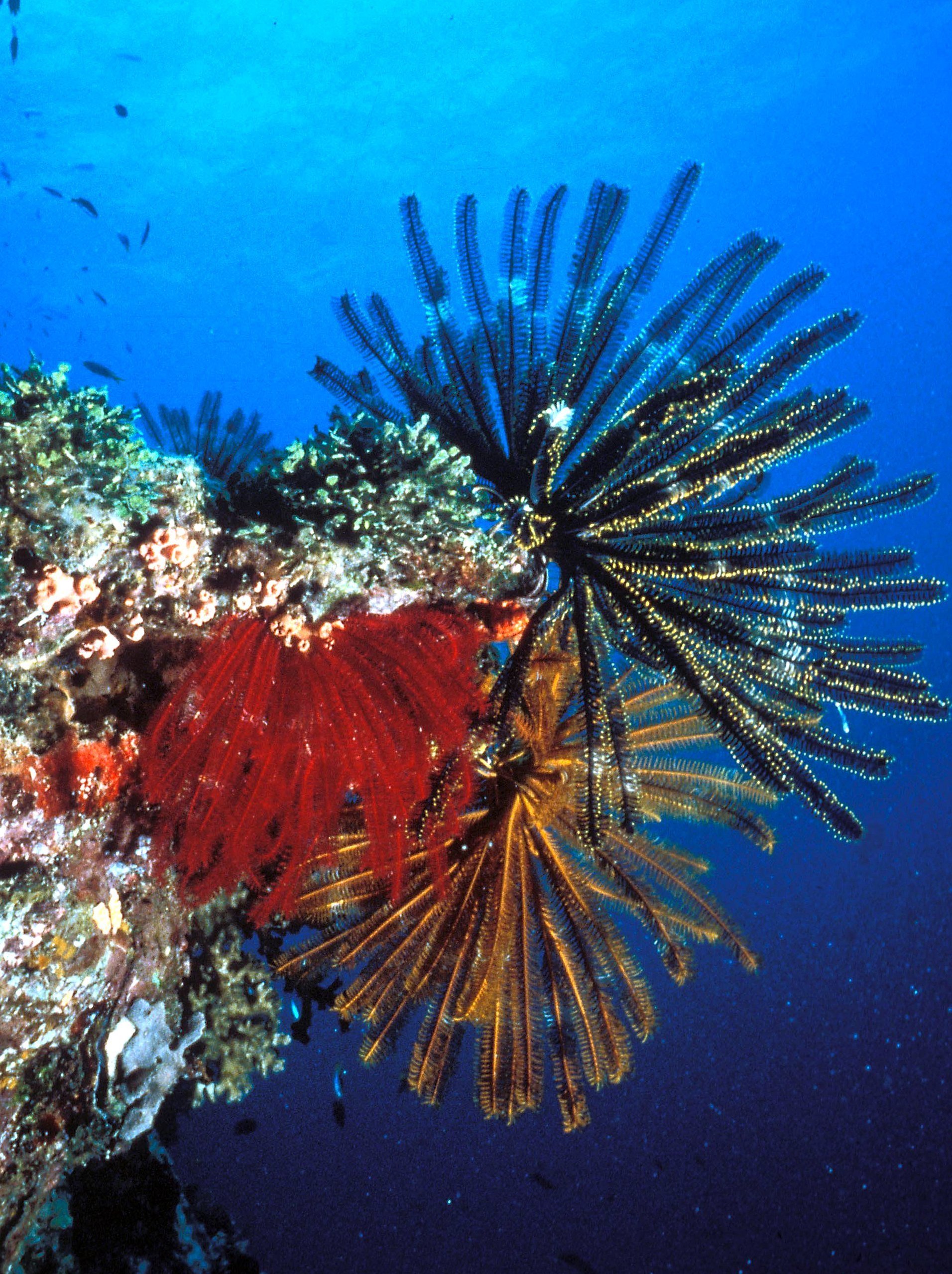 Farbenprächtiger Korallenbewuchs am Great Barrier Reef vor der Küste Australiens.