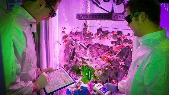 Unter genau kontrollierten Bedingungen wachsen Gurken im Eden-Labor des DLR in Bremen. Die Wissenschaftler bestimmen Parameter wie Licht oder auch Luftfeuchtigkeit.