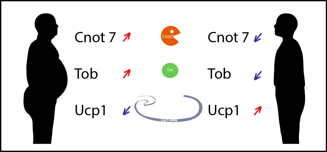 Das Gen Ucp1 verzögert die Fettverbrennung, wenn seine Funktion gestört wird. Das Fett, das mit der Nahrung aufgenommen wird, wandelt sich dann nicht in Wärme um, sondern lagert sich in den Körperzellen an. 