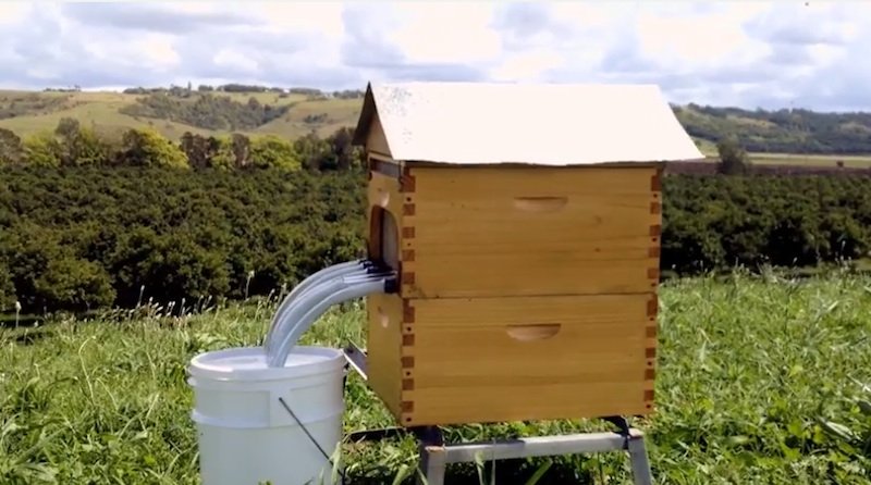 Flow Hive: Das von den Australiern Stuart und Cedar Anderson erfundene System ermöglicht den Honigfluss per Knopfdruck – ohne dass die Bienen gestört werden.