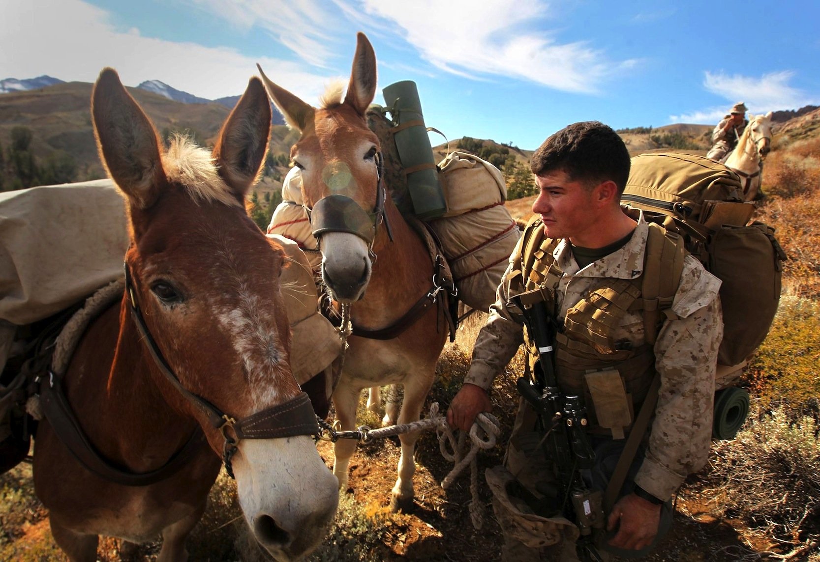 Mulis im Einsatz für die US Marines in Kalifornien: Die Tiere sind als Lastesel den Robotern der Google-Tochter Boston Dynamics haushoch überlegen. Vor allem sind sie viel leiser.