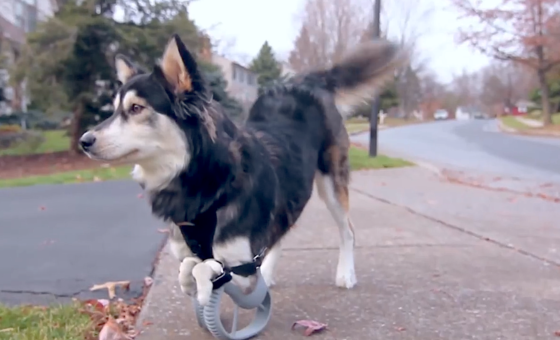 Hund Derby ist mit deformierten Vorderpfoten geboren worden. Das kann er beim Laufen mittlerweile fast vergessen – dank seiner Prothesen aus dem 3D-Drucker, mit denen er täglich mehrere Kilometer zurücklegt.