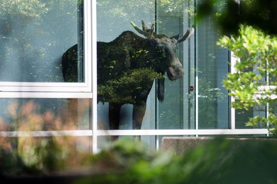 Uups, wie ist denn im Sommer dieser junge Elchbulle in das Verwaltungsgebäude von Siemens in Dresden gekommen? Vermutlich durch ein offenes Fenster. An ungebetene Gäste dieser Art haben die Fraunhofer Forscher sicher nicht gedacht, die einen Chip mit integrierter Solarschicht entwickelt haben, der sämtliche Fenster eines Hauses überwachen kann. Wohl aber an gemeine Einbrecher.