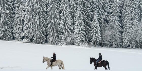 Im Winter senken Pflanzen ihre Stoffwechselaktivität. Dadurch wird deutlich weniger Kohlendioxid an die Atmosphäre abgegeben. Wälder sind die größten natürlichen Kohlenstoffsenken der Welt. 