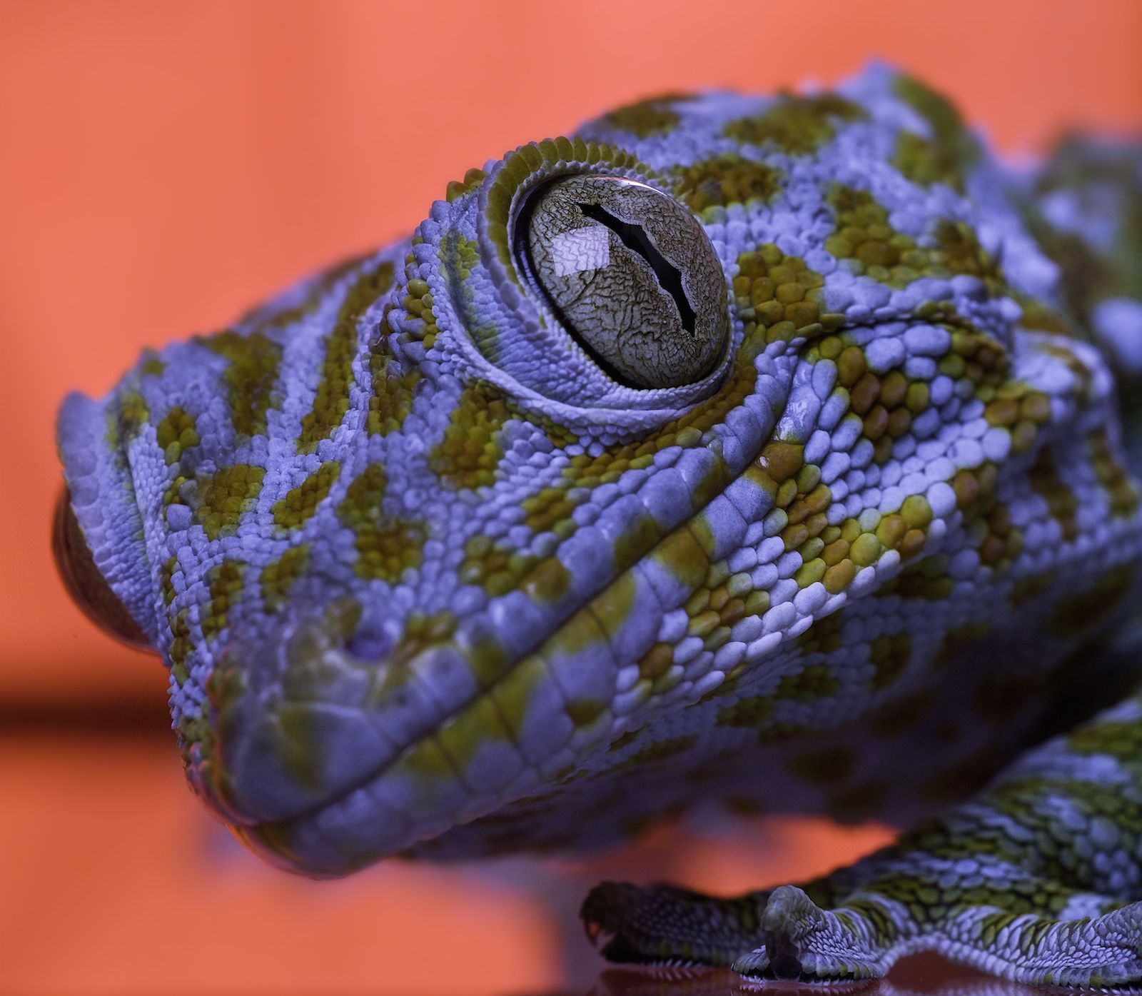 Forschungsobjekt Gecko: Mit der Haftkraft seiner Füße beschäftigten sich die INM-Forscher intensiv. Sie haben nach dem Vorbild der Natur die so genannte Gecomer-Technik entwickelt, mit der sich empfindliche Bauteile unbeschädigt selbst im Vakuum transportieren lassen. 