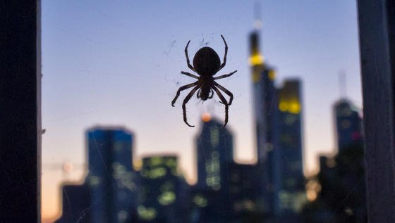 Spinnenseide ist eine hervorragende Komponente für Biotinte: Die Moleküle lagern nach dem 3D-Druck blitzschnell ihre Struktur um, sodass das die gelförmige Tinte schnell fest wird.